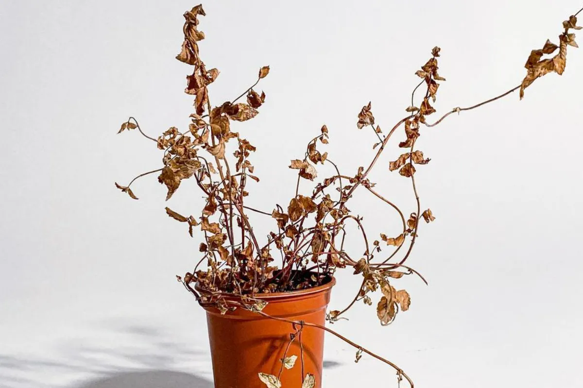 ¿Se te mueren las plantas? Cuatro secretos de los expertos en jardinería para revivirlas plantas