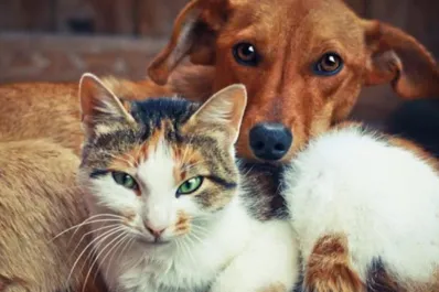 No es imposible: trucos infalibles para evitar peleas entre perros y gatos