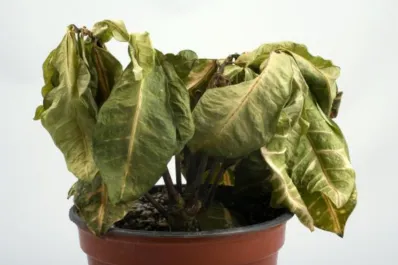 ¿Se te mueren las plantas? Cuatro secretos de los expertos en jardinería para revivirlas plantas