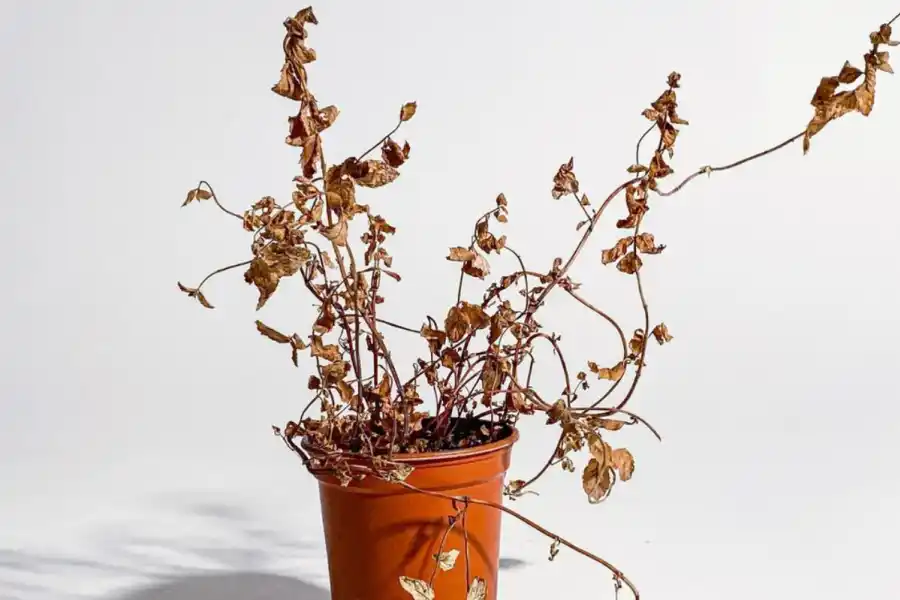 ¿Se te mueren las plantas? Cuatro secretos de los expertos en jardinería para revivirlas plantas