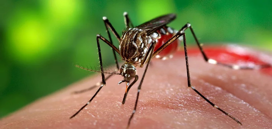Dengue: hay inquietud por el aumento de casos en el NEA