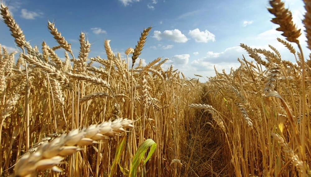 El agua del otoño generó condiciones propicias para el desarrollo exitoso del trigo