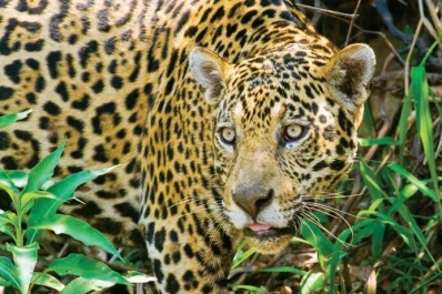 Grupo Ledesma: “Se hacen inversiones con conciencia sobre el cuidado del ambiente”