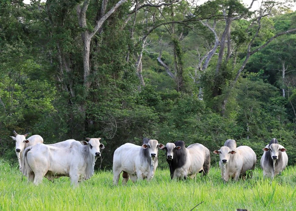 ÉNFASIS. La conservación del bosque Chiquitano se enfoca en la ganadería.