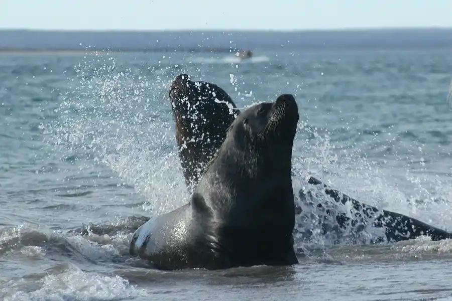 Los lobos marinos, una postal que pueden apreciar los turistas.