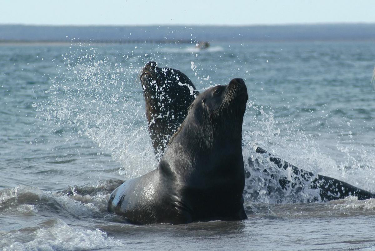 Los lobos marinos, una postal que pueden apreciar los turistas.