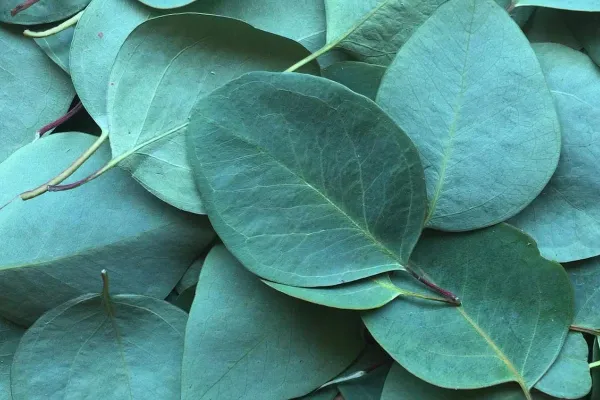 En qué consiste el ritual del eucalipto para atraer amor y prosperidad para el Año Nuevo
