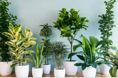 Cuatro plantas de interior ideales para refrescar tu casa y absorber el calor