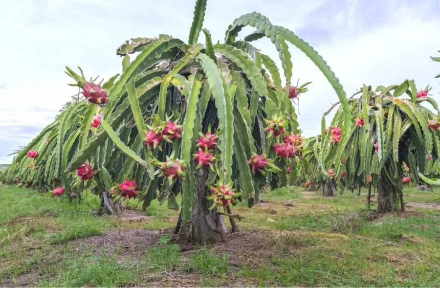 La planta de Pitahaya.