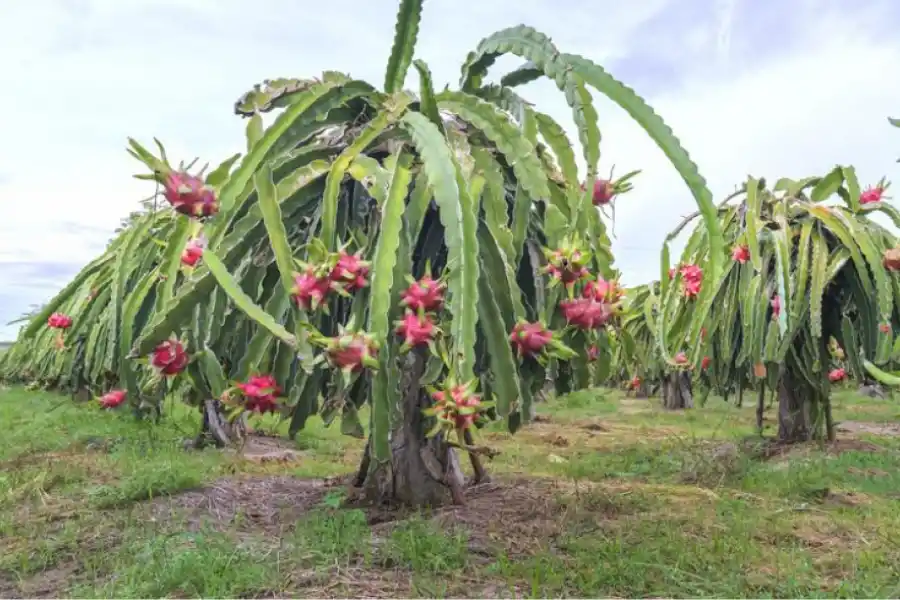 La planta de Pitahaya.