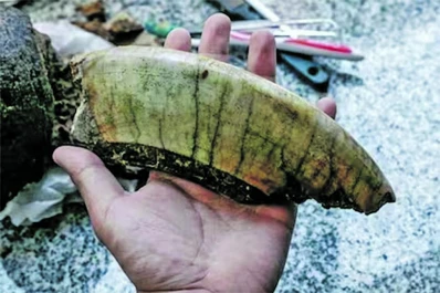 Caminaba por la playa y halló fósiles de Toxodón