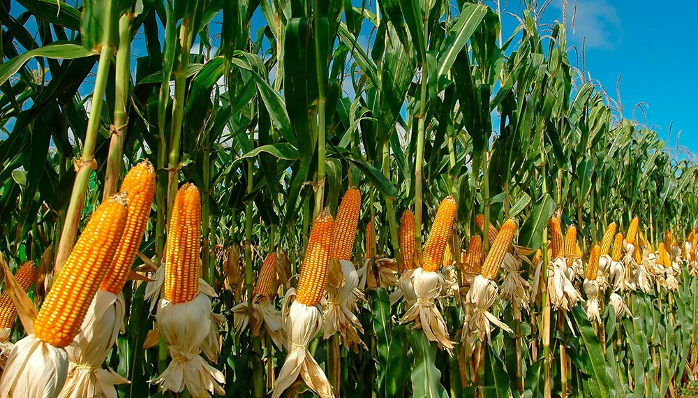 Reportes rural: el productor tomó el maíz como algo clave