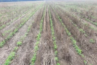 Expectativa para la soja y para el maíz, debido a las buenas condiciones de humedad en los suelos