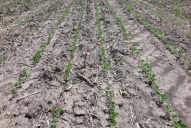 La siembra de gruesa avanzó un 40% en Tucumán y cercanías