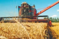 Comenzó la cosecha de trigo: los productores esperan mejores precios ante el posible fin del cepo