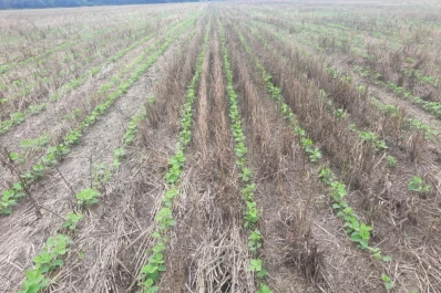 Expectativa para la soja y para el maíz, debido a las buenas condiciones de humedad en los suelos