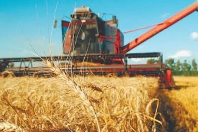 La estimación de trigo avanza hacia las 15 millones de toneladas en el país