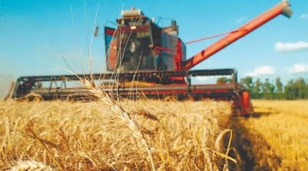 La estimación de trigo avanza hacia las 15 millones de toneladas