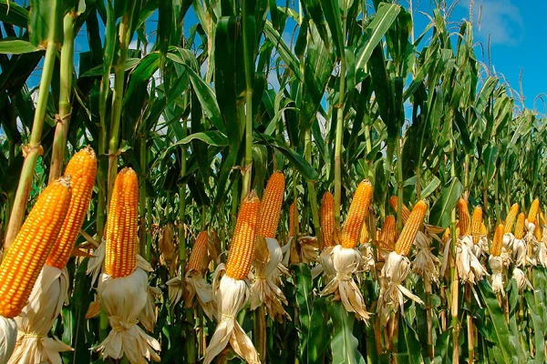 Reportes rural: el productor tomó el maíz como algo clave