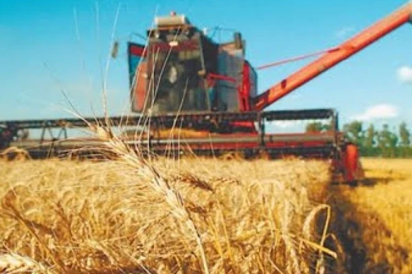 La estimación de trigo avanza hacia las 15 millones de toneladas en el país