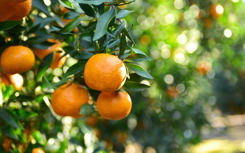 DATO. La industria procesadora de naranjas está en falta con materia prima, por lo que ofrece precios muy atractivos..