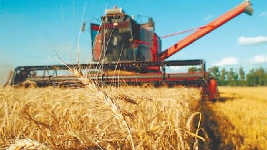 DATO. La cosecha de trigo en la Argentina alcanzó el 57%, y se están observando rindes mejores a los esperados.