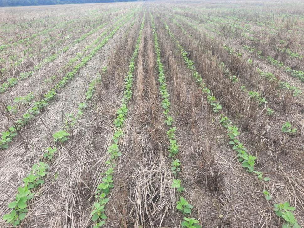 ESTADO. La siembra de soja en Tucumán muestra hoy un avance que rondaría entre un 30% y un 40%; pero con los pronósticos de lluvias y con los campos limpios seguro crecerá en forma rápida.