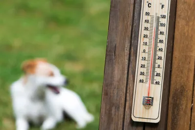 Golpes de calor en perros y gatos: lo que hay que saber para prevenirlo y curarlo