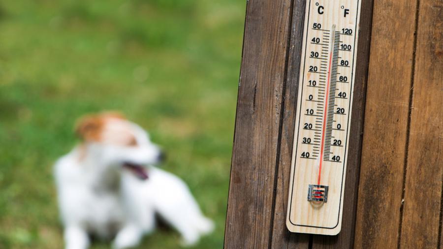 Cómo reconocer y evitar un golpe de calor en mascotas?