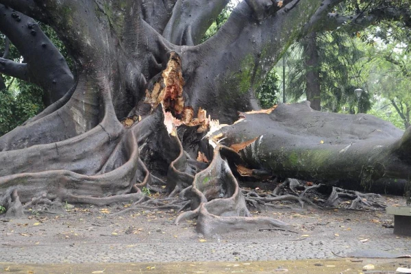 La tormenta derribó árboles y postes en la capital