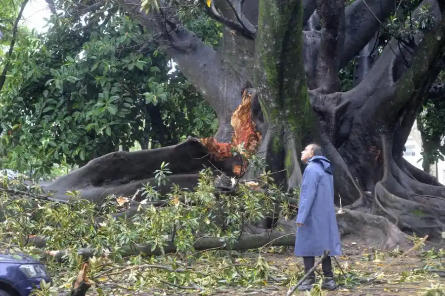 HUELLA. De allí se desprendió la rama que cayó sobre autos en el parque Avellaneda.