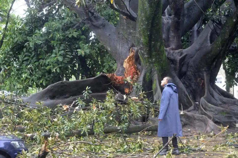 HUELLA. De allí se desprendió la rama que cayó sobre autos en el parque Avellaneda.
