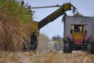 Derogación del cupo azucarero: El mercado interno está abastecido