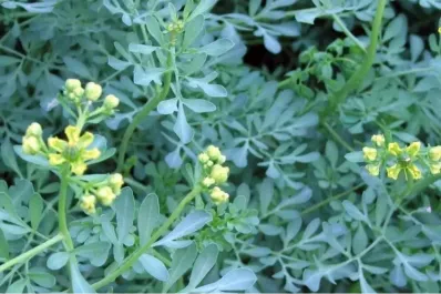 El poder de la ruda: qué atrae si la ponés a la derecha de tu casa