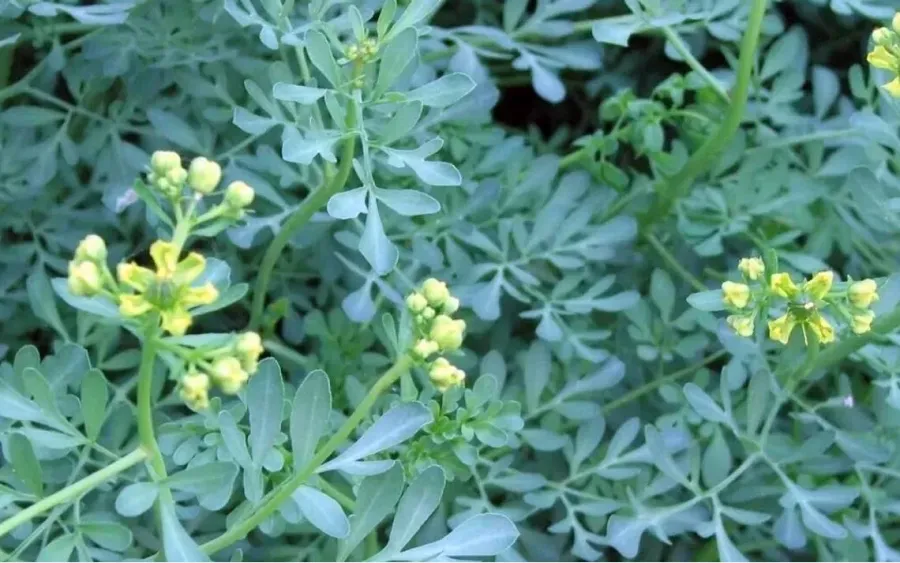 Por qué tener una ruda a la derecha de tu casa y qué significa