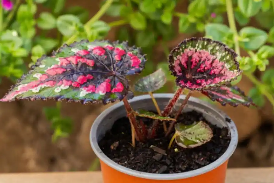 Cómo sacar el moho y la humedad del baño: estas plantas terminarán con las odiosas manchas