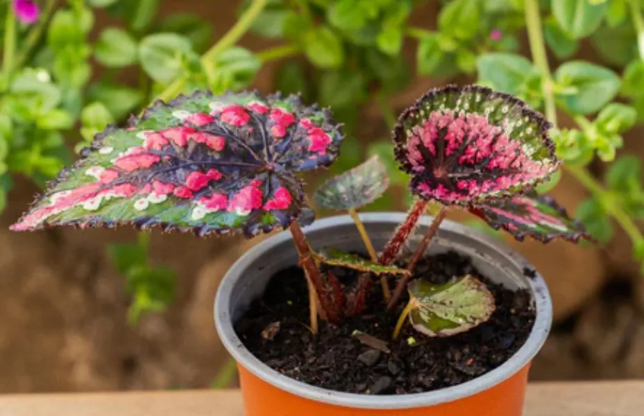 Cómo sacar el moho y la humedad del baño: estas plantas terminarán con las odiosas manchas
