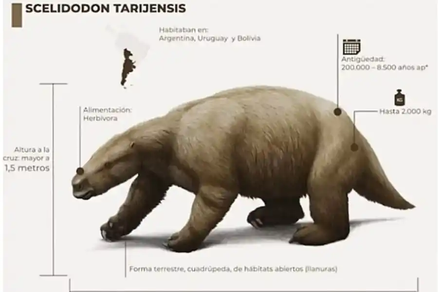 GRANDES. Medían hasta dos metros y medio de altura.