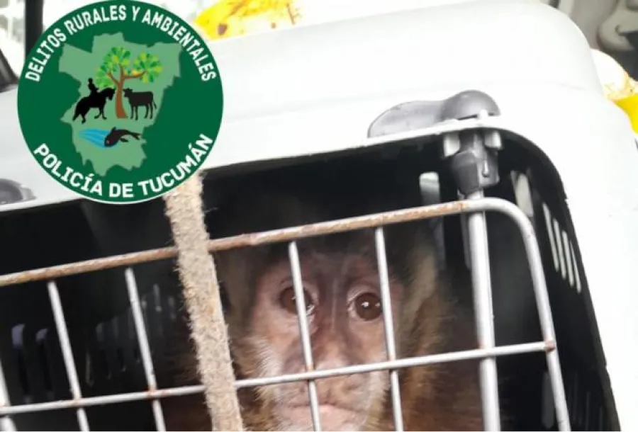 Un mono capuchino negro fue rescatado y reinsertado en su hábitat.