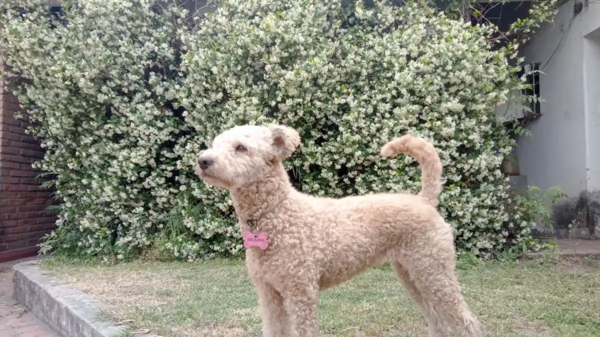 Derribando el mito de los siete años: cómo calcular la edad de tu perro