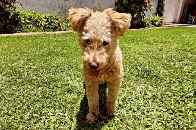 Derribando el mito de los siete años: cómo calcular la edad de tu perro