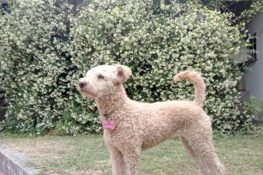 Derribando el mito de los siete años: cómo calcular la edad de tu perro