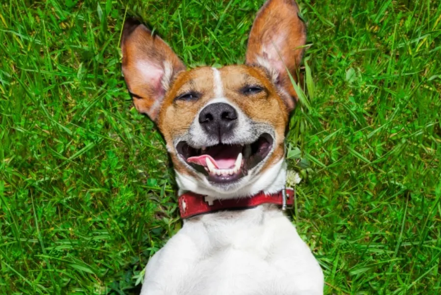 Derribando el mito de los siete años: cómo calcular la edad de tu perro en años humanos