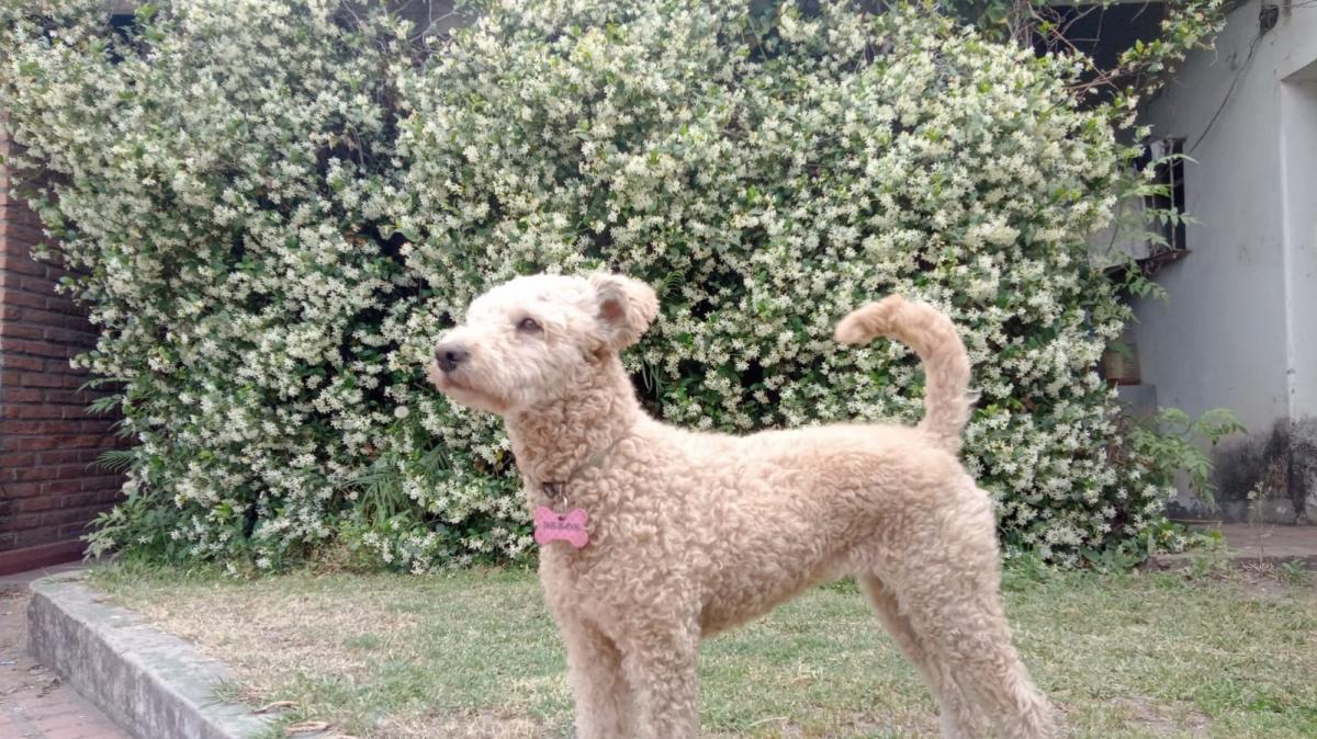 Derribando el mito de los siete años: cómo calcular la edad de tu perro