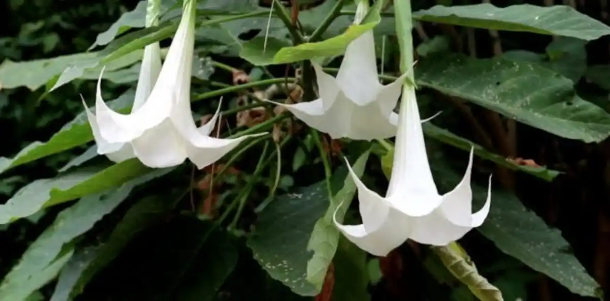 Datura stramonium.