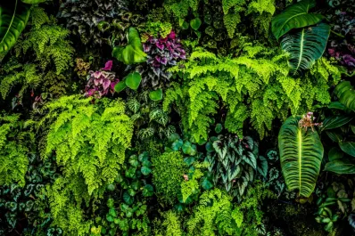 Cuáles son las cinco plantas más venenosas del mundo y que podemos tenerlas en nuestra casa