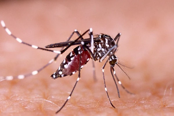 Alerta sanitario: Tucumán volvió a registrar un caso de dengue importado