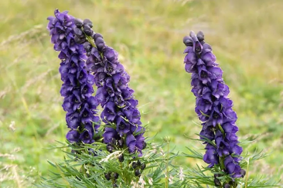 Aconitum napellus.