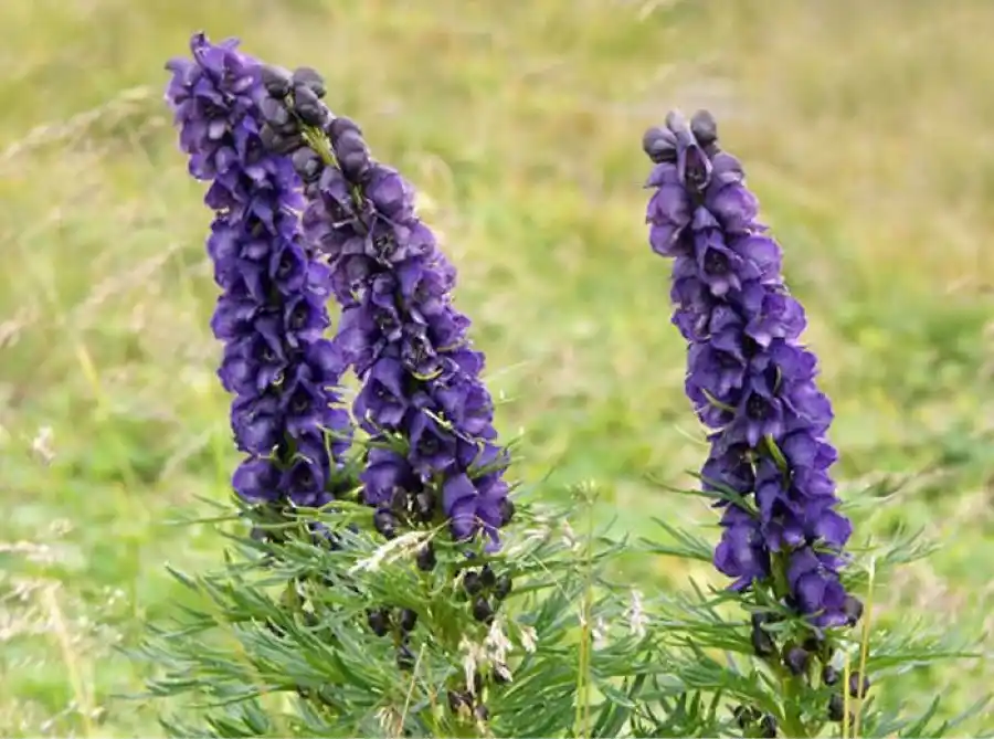 Aconitum napellus.