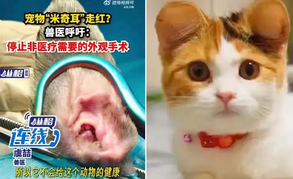 Maltrato animal: polémica en China por mutilación a animales para que tengan las orejas de Mickey Mouse